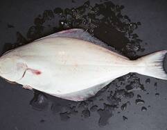 Halibut