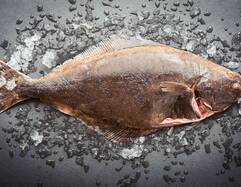 Halibut