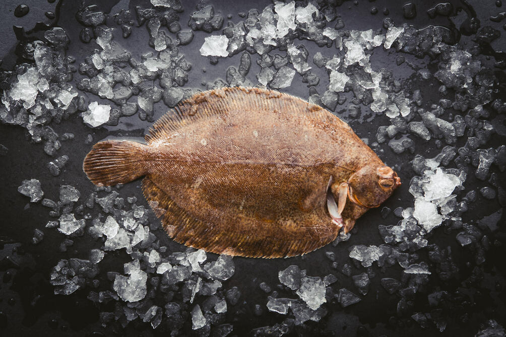 Lemon Sole