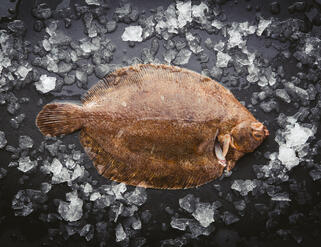 Lemon Sole