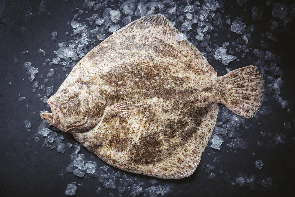 Turbot