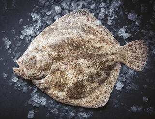 Turbot