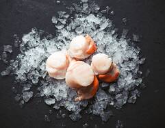 Scallops