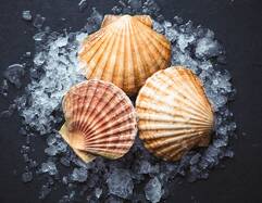 Scallops