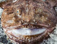 Monkfish