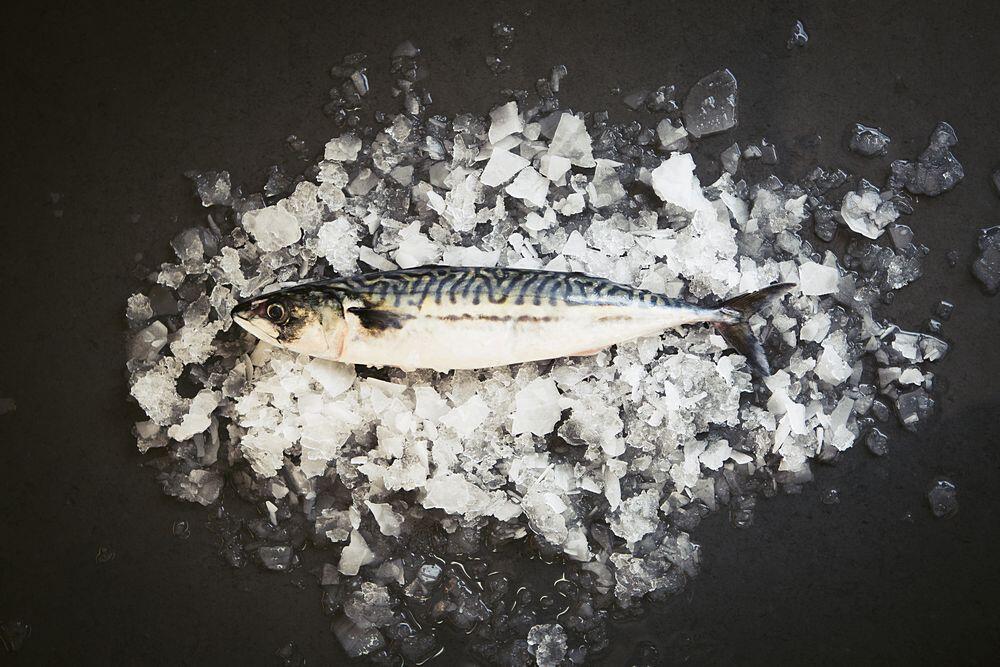 Mackerel