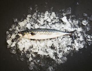 Mackerel