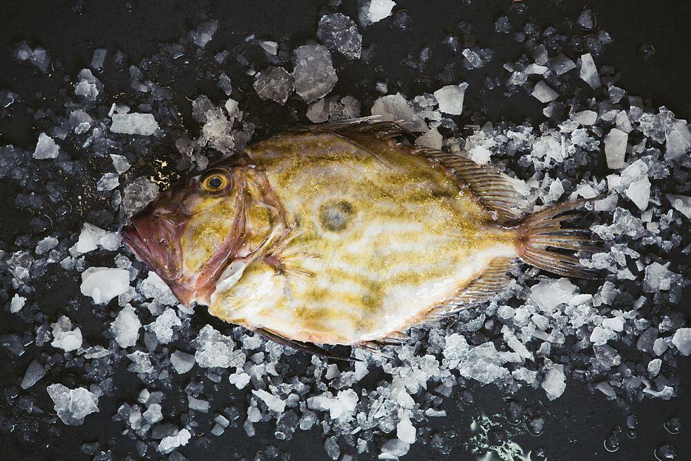 John Dory