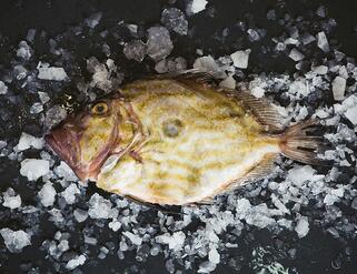 John Dory