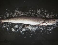 Hake