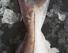 Haddock