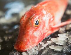 Red Gurnard