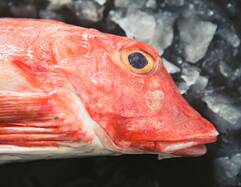 Red Gurnard
