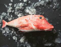 Red Gurnard