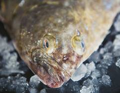 Halibut
